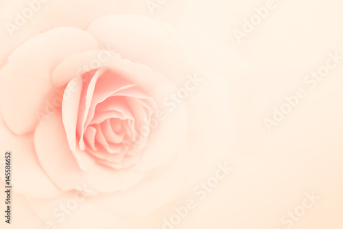 pink rose flower in vintage color style for romantic background  