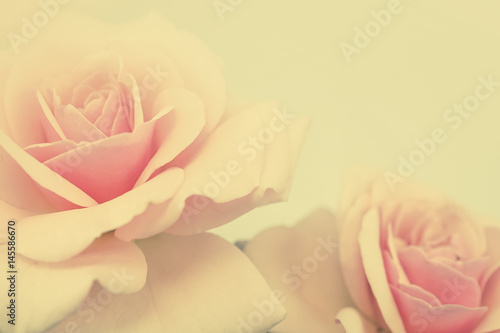 pink rose flower in vintage color style for romantic background 