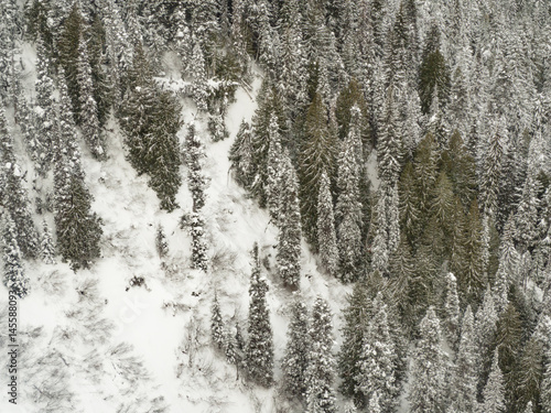 Buried trees along mountainside in Canada.