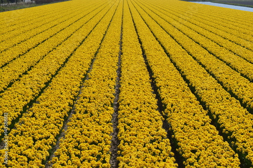 Fototapeta Naklejka Na Ścianę i Meble -  yellow daffodils field