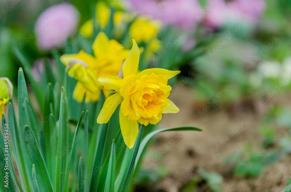 Beautiful yellow narcissus flowers with green leaves Beautiful yellow narcissus flowers with green leaves