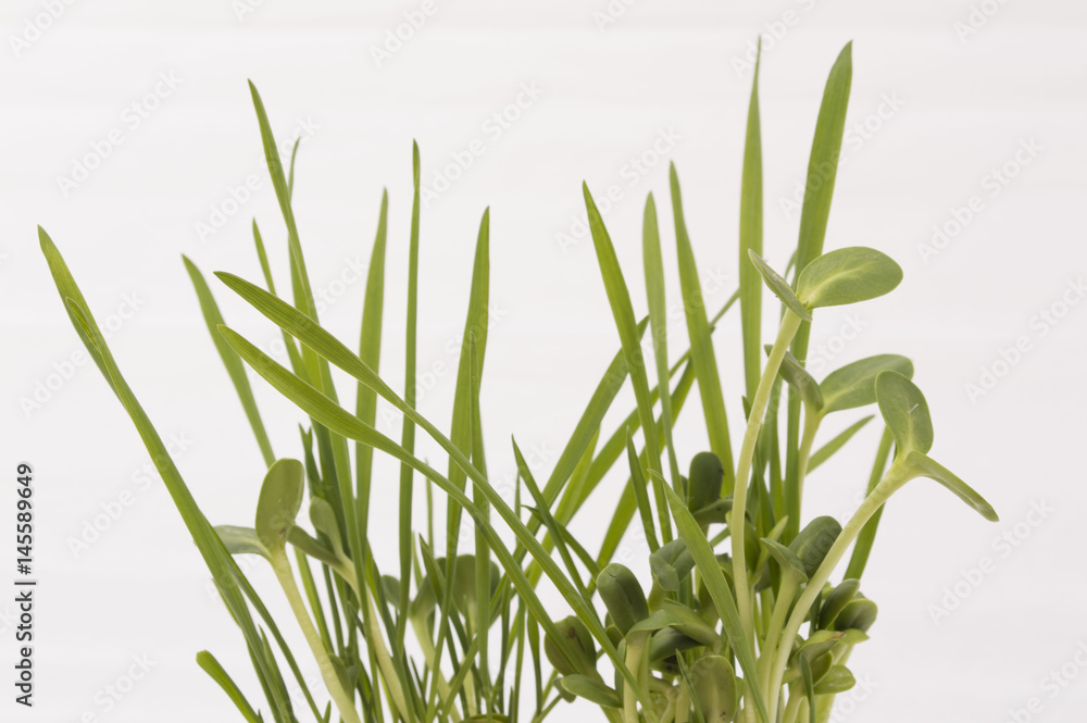 Green young wheat and young sunflower, on white background Green young wheat and young sunflower, on white background