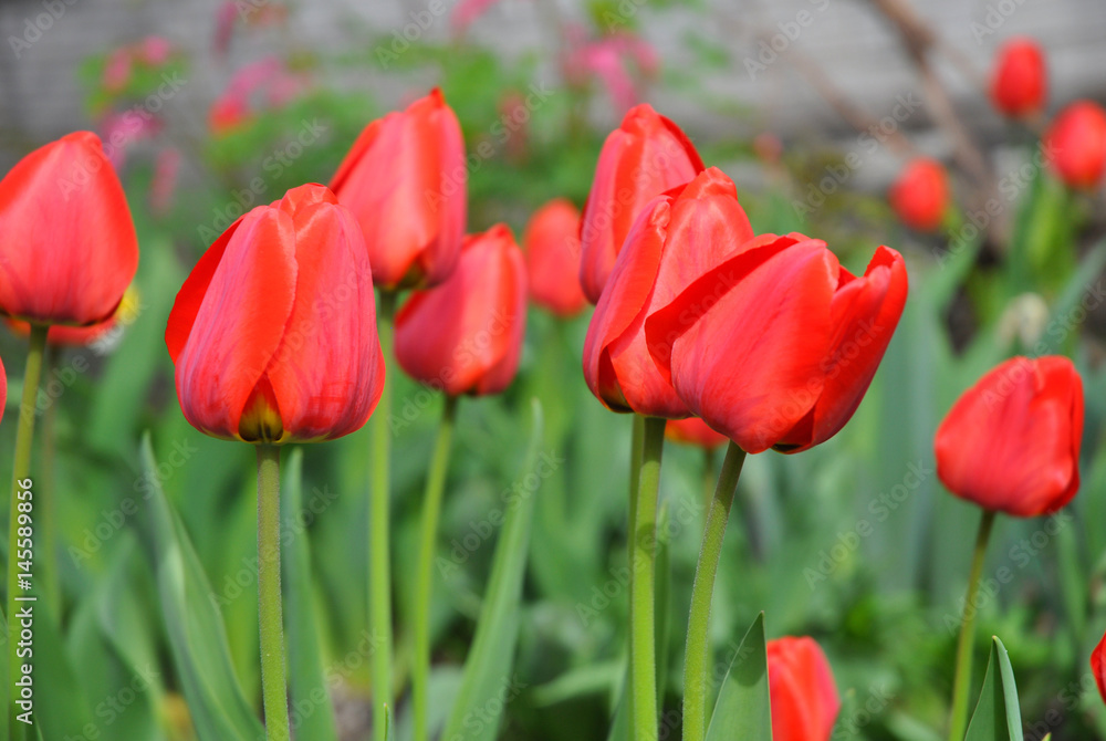 Beautiful Holland Red tulips. Red tulips in spring garden flowerbed.