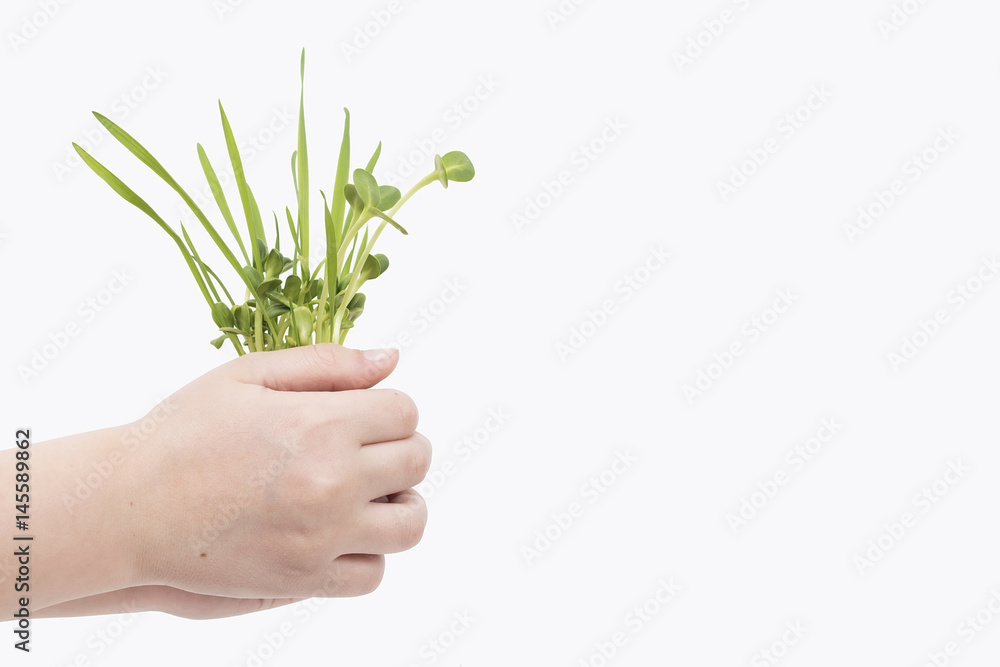 Green young wheat in children's hands, on white background Green young wheat in children's hands, on white background