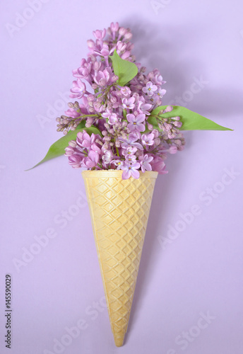 lilac in cone © icarmen13