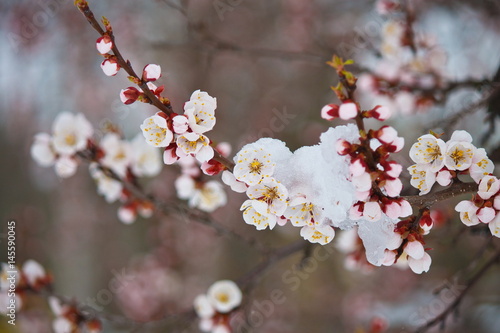 Unexpected snow on the flowers of apricot tree in spring