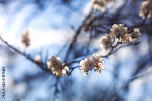 Blossoming of flowers in spring time against blue sky, natural seasonal background