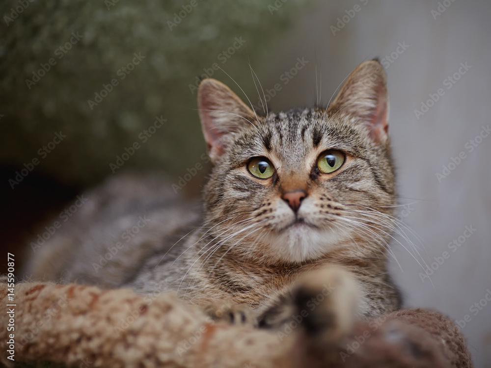 Portrait of the striped lying cat. Portrait of the striped lying cat.