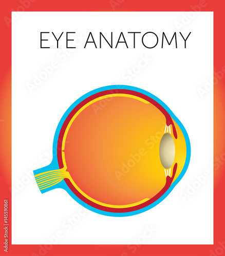 Schematic structure of eye
