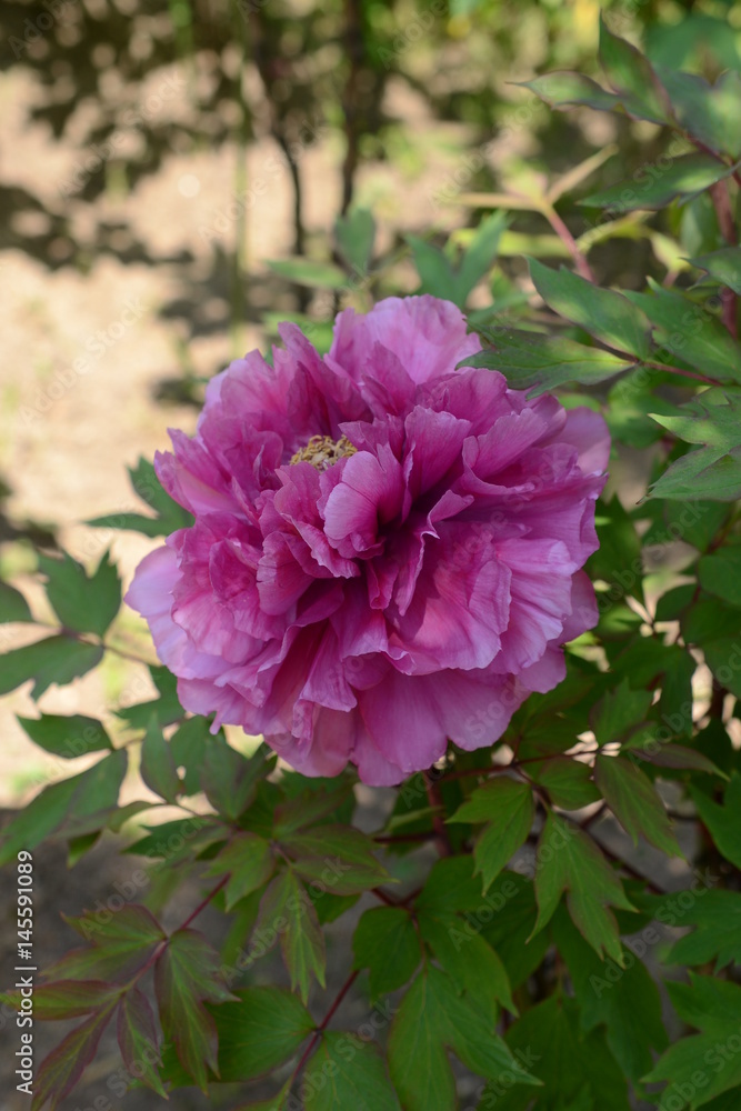 Obraz premium ボタンの花