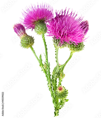 Purple flower of carduus with green bud isolated on a white background. Design element for product label  catalog print  web use.
