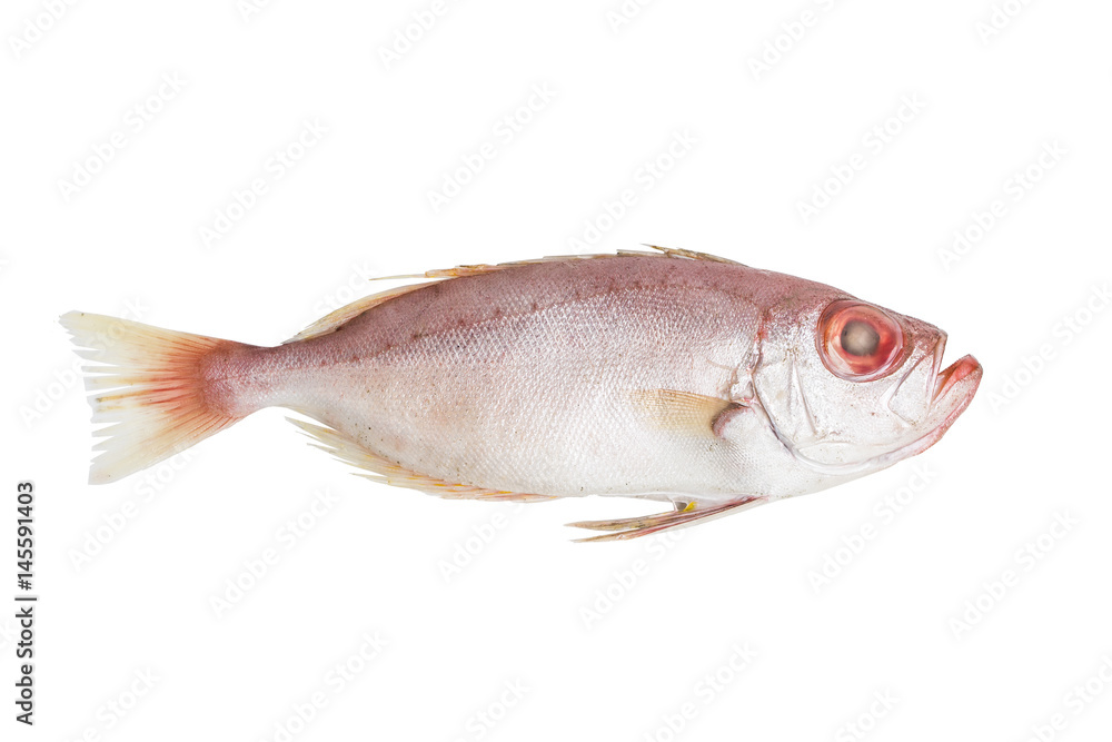 Bigeye fish isolated on white background