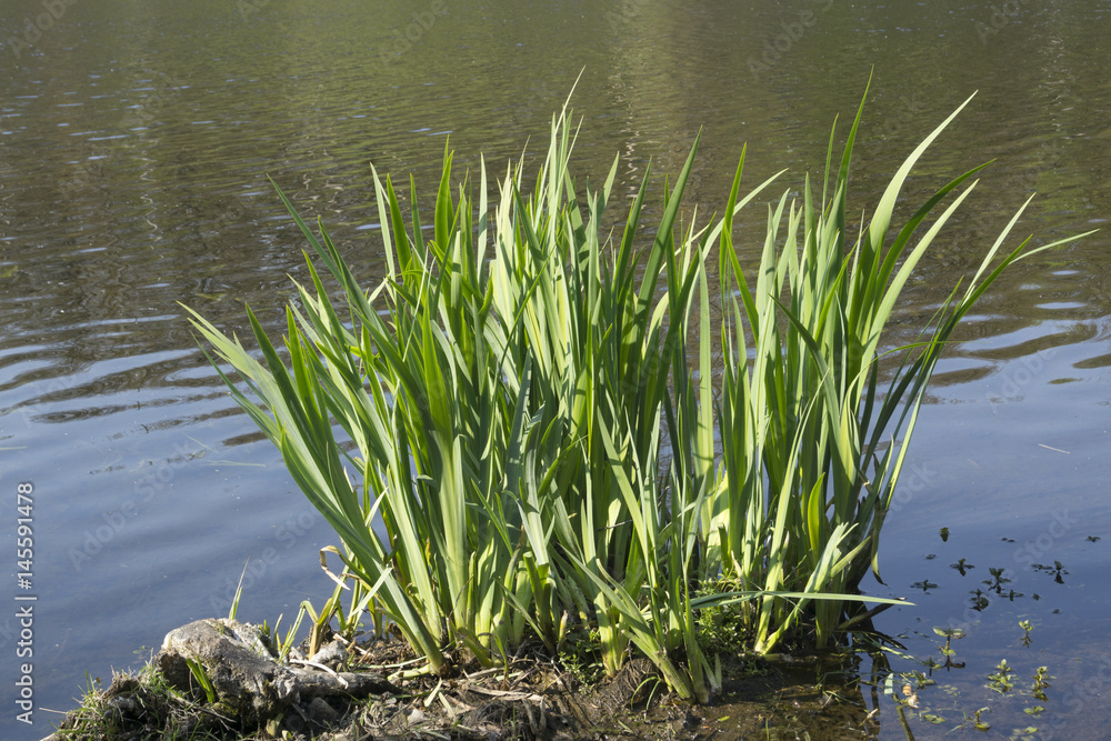 Sumpfschwertlilien, Naturschutzgebiet Beversee, Bergkamen, Ruhrgebiet, Nordrhein-Westfalen, Deutschland, Europa Sumpfschwertlilien, Naturschutzgebiet Beversee, Bergkamen, Ruhrgebiet, Nordrhein-Westfalen, Deutschland, Europa