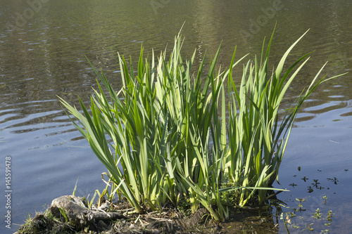 Fototapeta Naklejka Na Ścianę i Meble -  Sumpfschwertlilien,  Naturschutzgebiet Beversee,  Bergkamen, Ruhrgebiet, Nordrhein-Westfalen, Deutschland, Europa