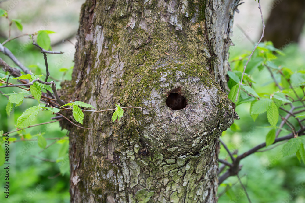 Fototapeta premium hollow of a tree trunk