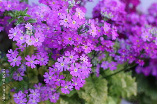 お花