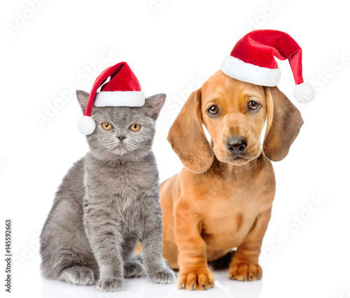 Dachshund puppy and kitten in red christmas hats together. isolated on white background © Ermolaev Alexandr