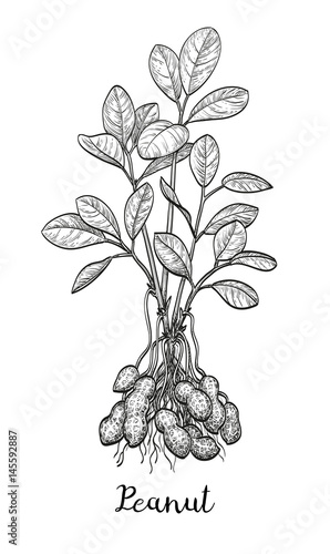 Vector illustration of peanut plant.