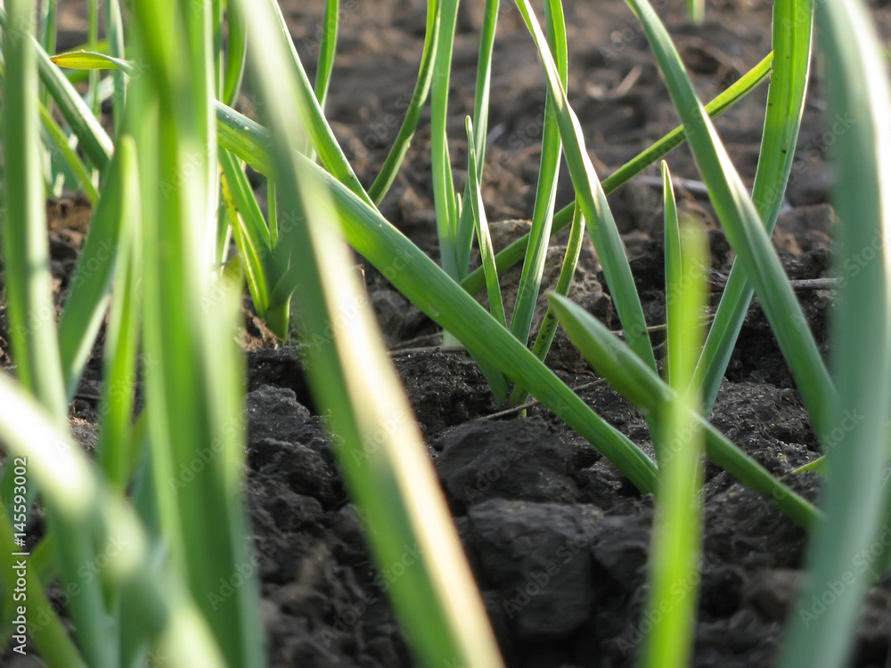 Obraz premium Garlic Plants on a Ground / Early garlic plants on a ground in spring close up