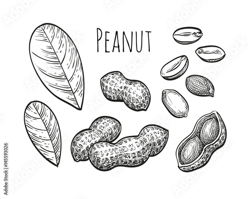 Peanut sketch set photo