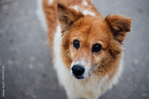 Head of a homeless red dog, close-up. Portrait of a street dog. The dog's face with long red hair closeup.