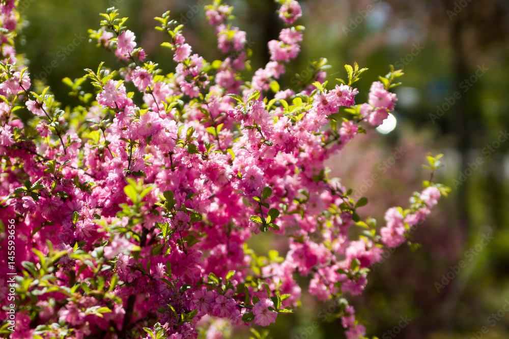 Blooming sakura in the orchard garden. Spring. Flowering of trees. Japanese cherry. gardening. Summer season. pink flowers.