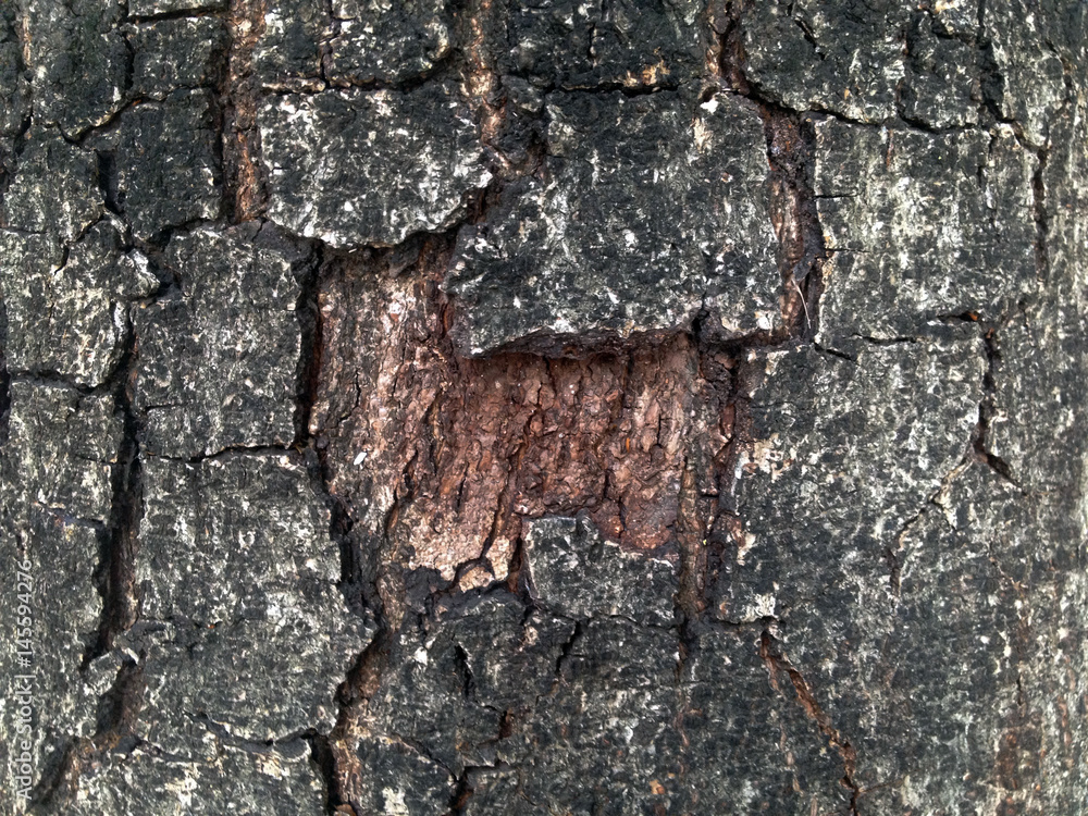 Fototapeta premium bark tree for texture and wall paper