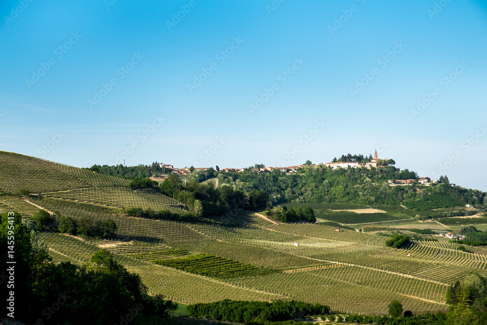Vineyards on hills in the Langhe region, Piedmont, Italy