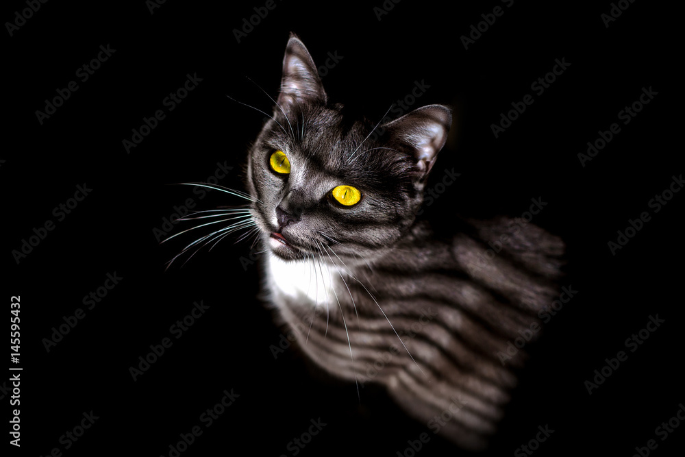 beautiful portrait of a grey cat on a black background