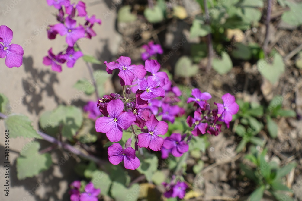 Bright violet flowers of Lunaria annua in spring