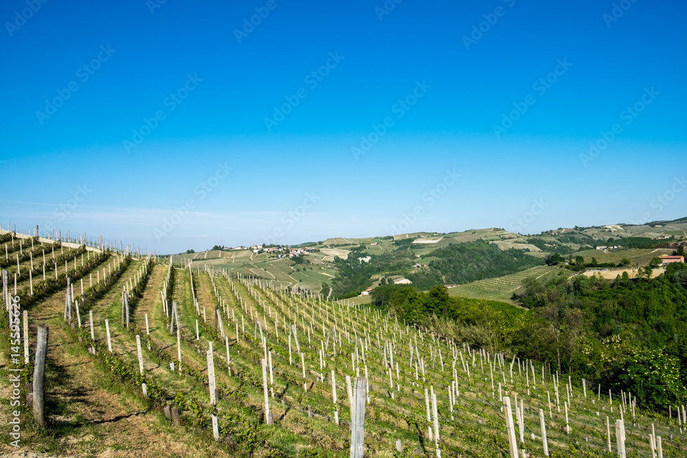 Fototapeta premium Vineyards on hills in the Langhe region, Piedmont, Italy