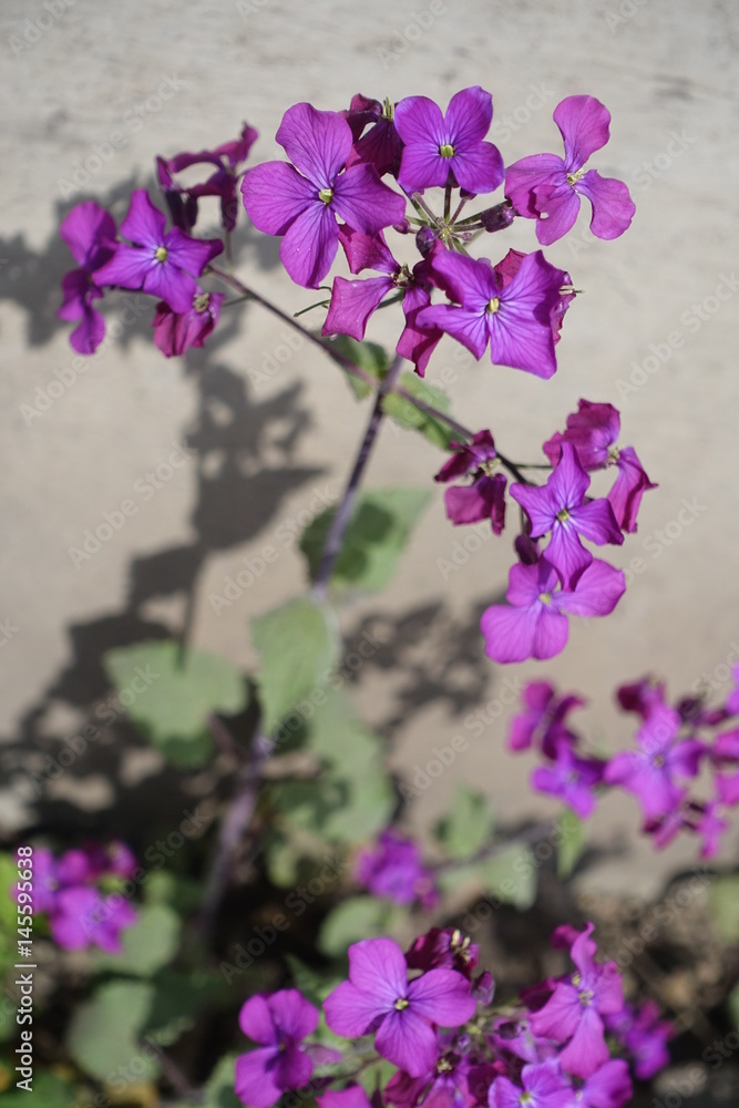 Flowering Lunaria annua plant on neutral background
