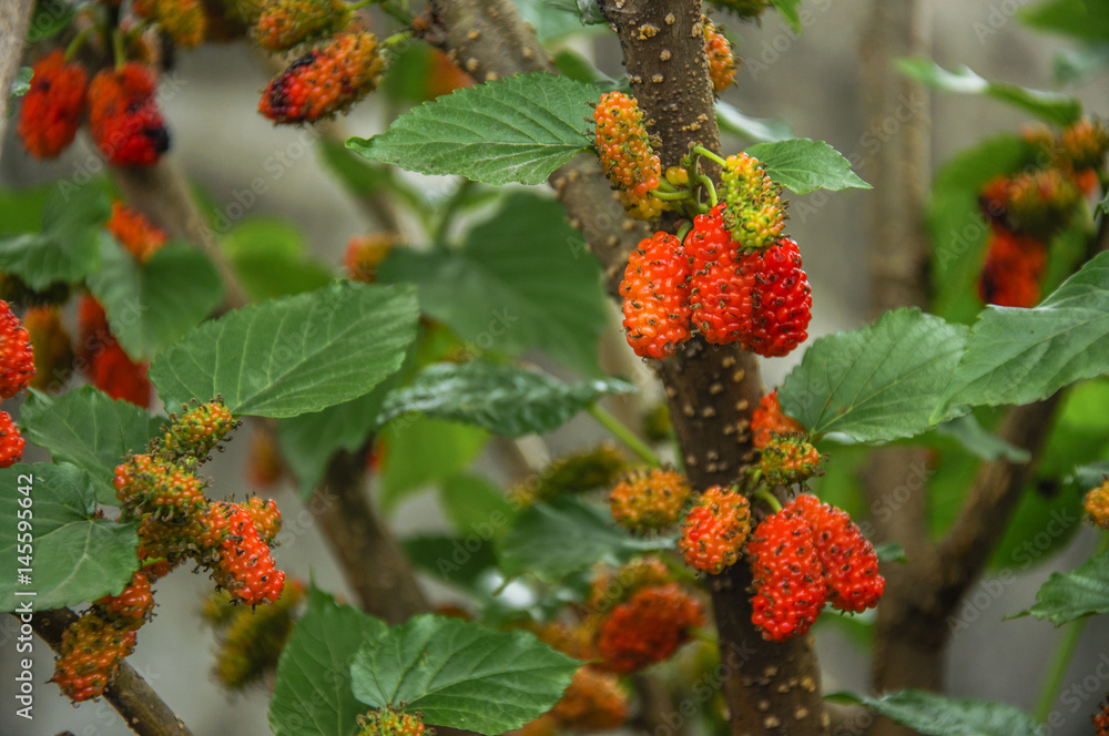 The mulberry fruits closeup The mulberry fruits closeup