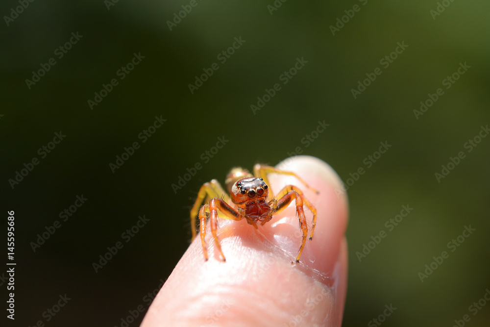 Obraz premium Jumping spider on finger