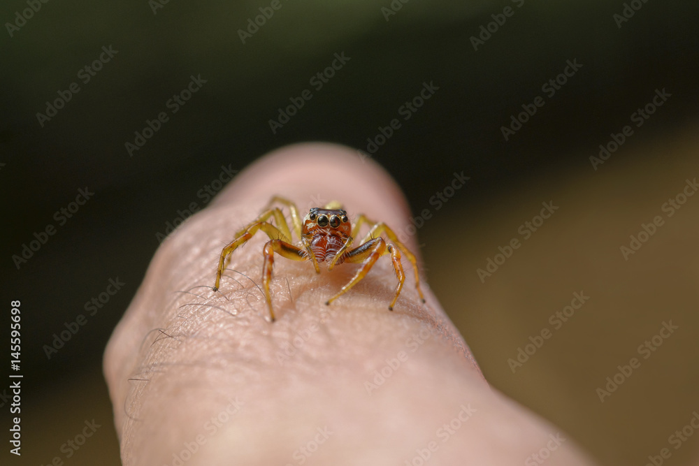 Jumping spider on finger with macro lens