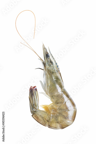 fresh shrimp/prawn on white background