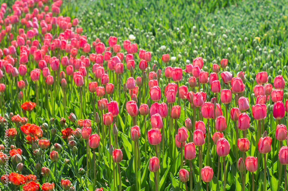 Lots of red and pink tulips in the park