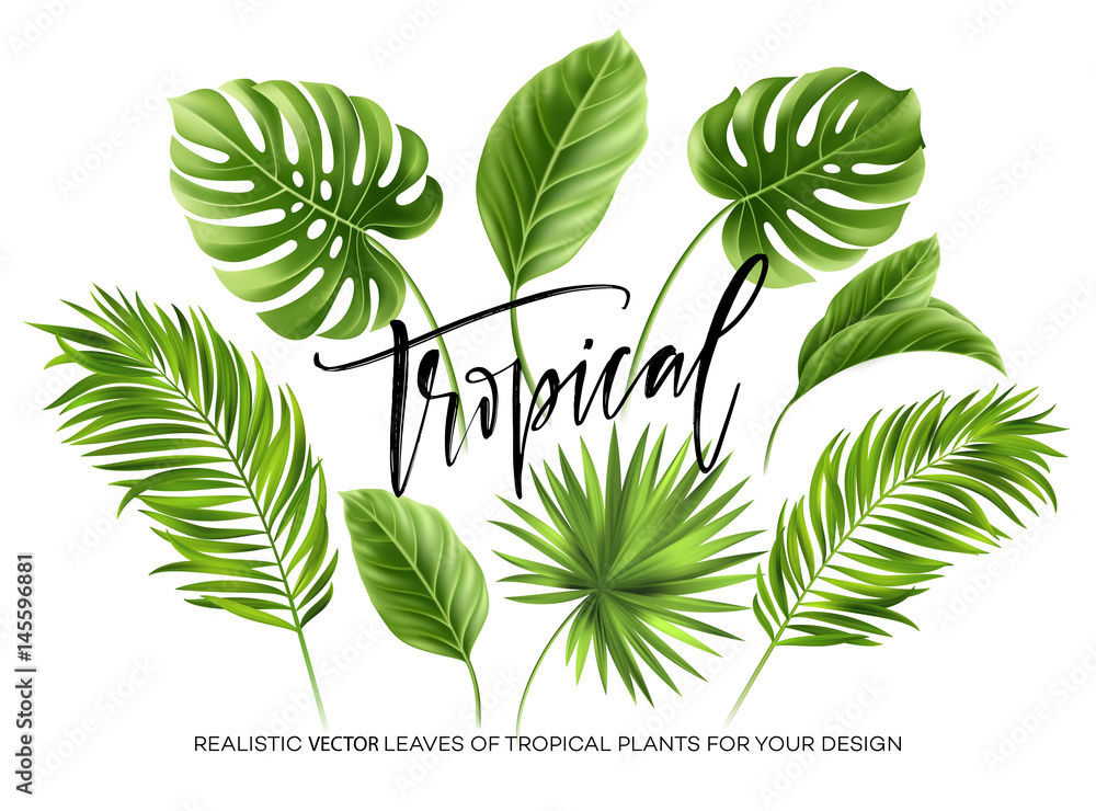 Naklejka Tropikalni palma liście ustawiają odosobnionego na białym tle. Ilustracji wektorowych