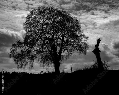 Tree silhouette