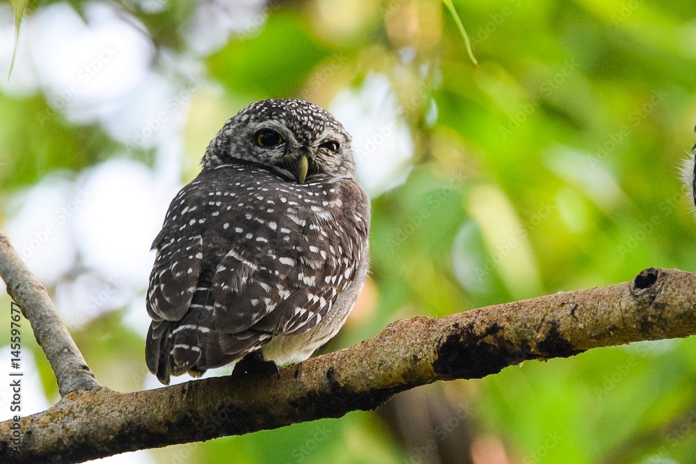 Obraz premium Spotted Owlet