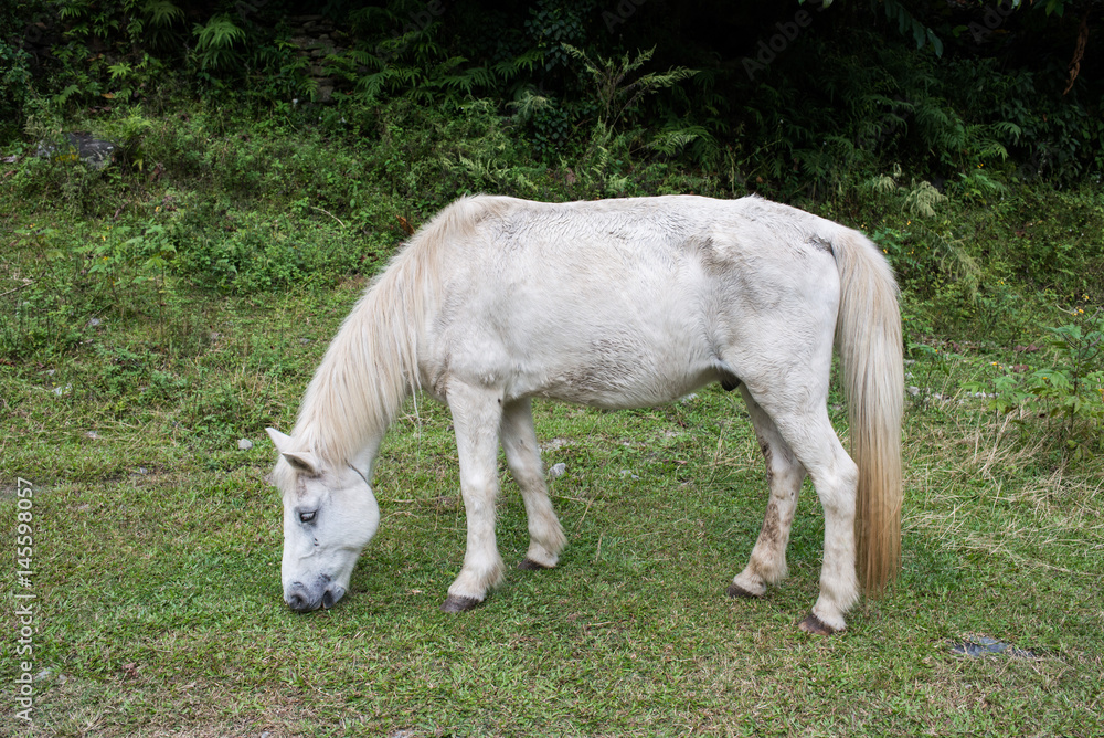 The mini horse is eating green grass on the field, Nepal The mini horse is eating green grass on the field, Nepal