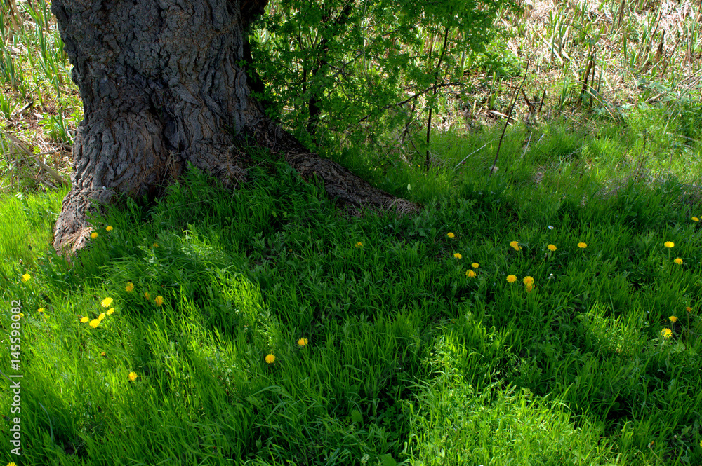 Under the shadow of the tree.