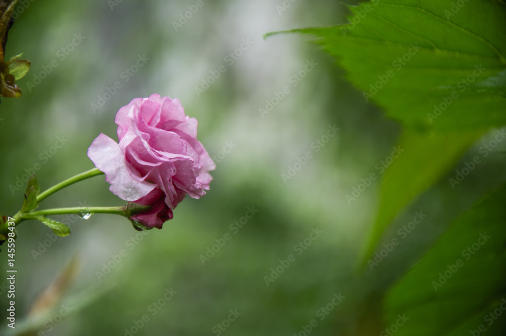 Blossoming cherry flower closeup Blossoming cherry flower closeup