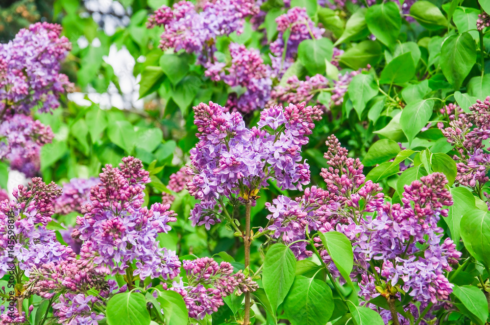 Blooming varietal selection purple lilac (Syrínga). The sort of 