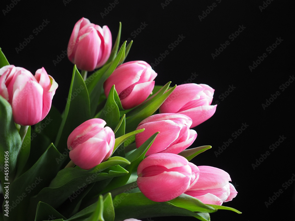 Fototapeta premium Bunch of pink tulips on black background.