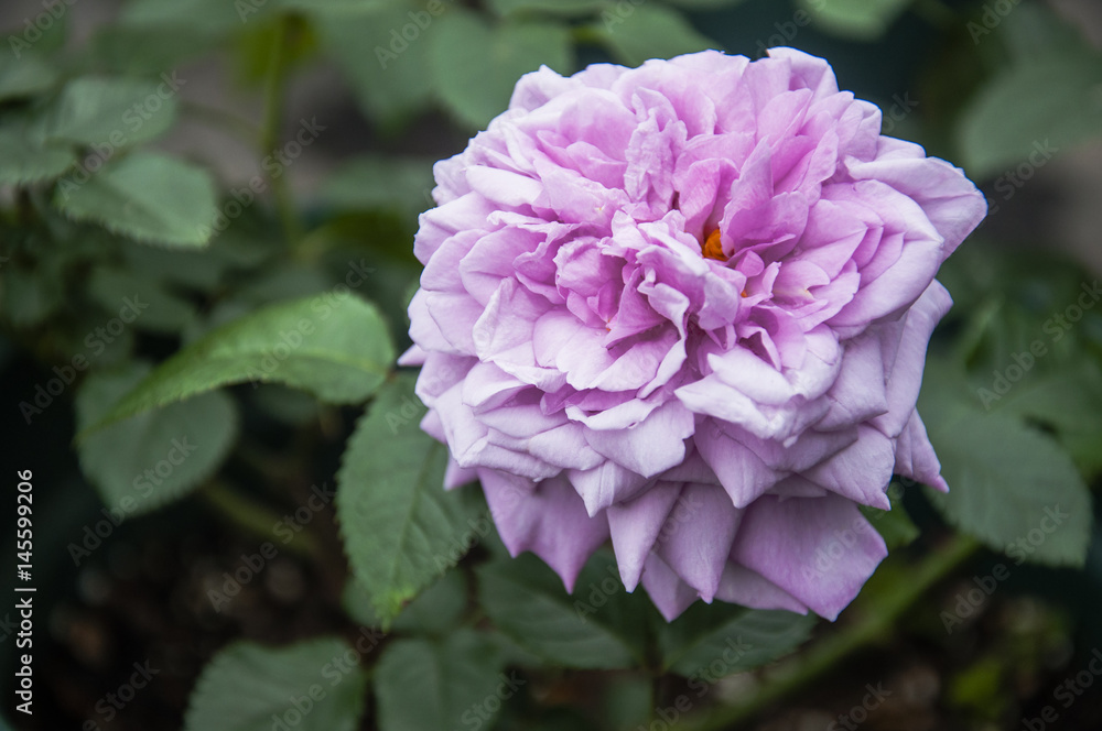 Blossoming Chinese rose flower closeup Blossoming Chinese rose flower closeup