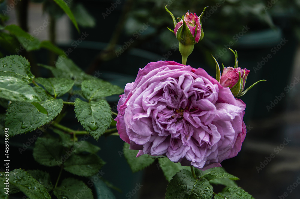 Fototapeta premium Blossoming Chinese rose flower closeup