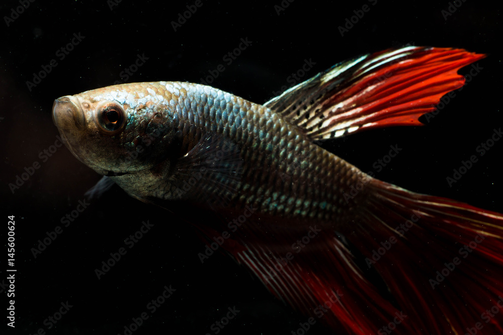 Fototapeta premium Fighting fish