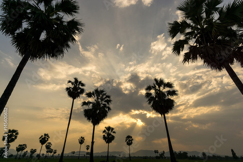 Evening sunset, sugar palm tree