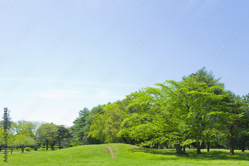公園 新緑 公園 新緑